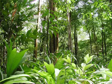Guyanese Forest