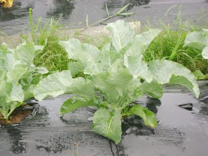 A zucchini plant stands on a plant bed which is covered with plastic mulch to prevent the growth of weeds. 